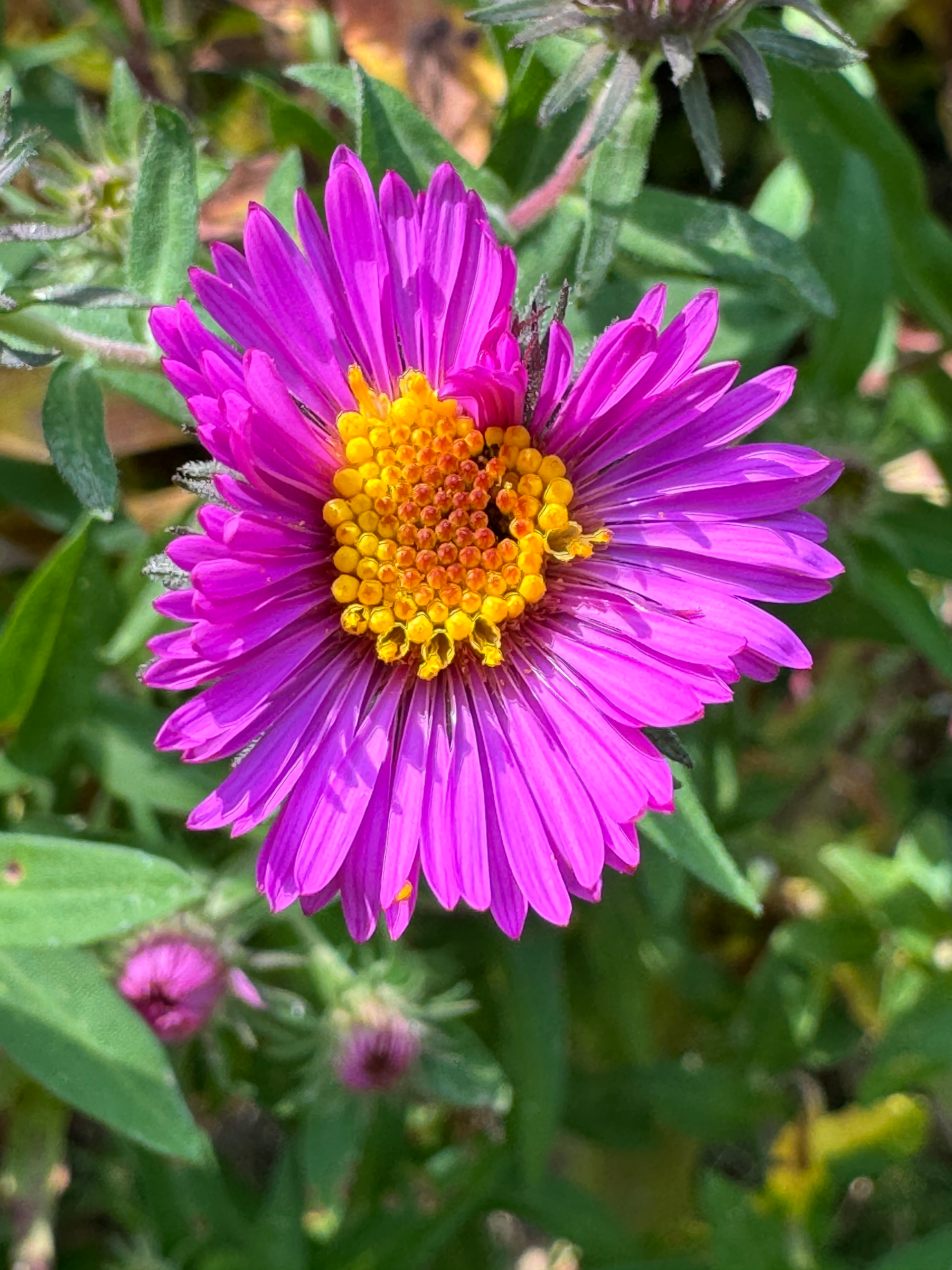 magenta flower