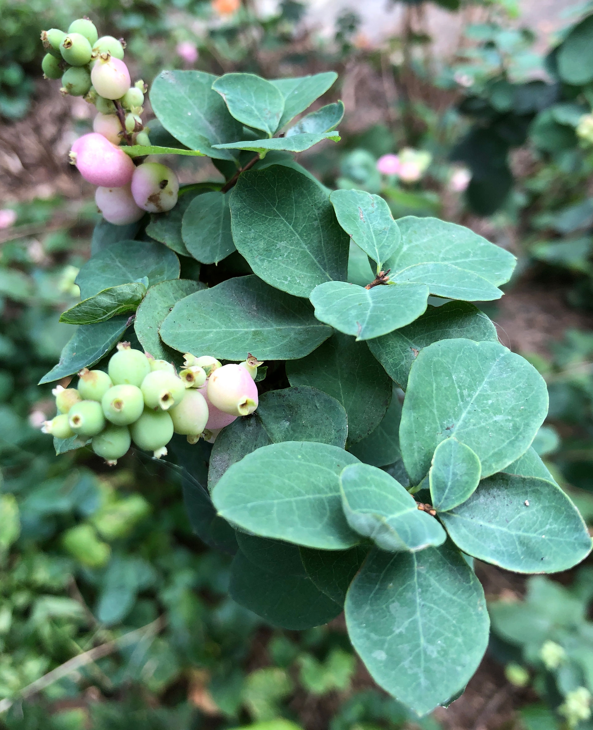 cultivar of coralberry foliage close-up