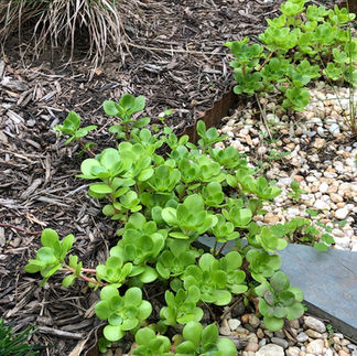 woodland stonecrop growing along a path's edge