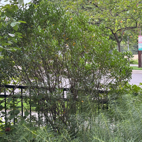 large green shrub