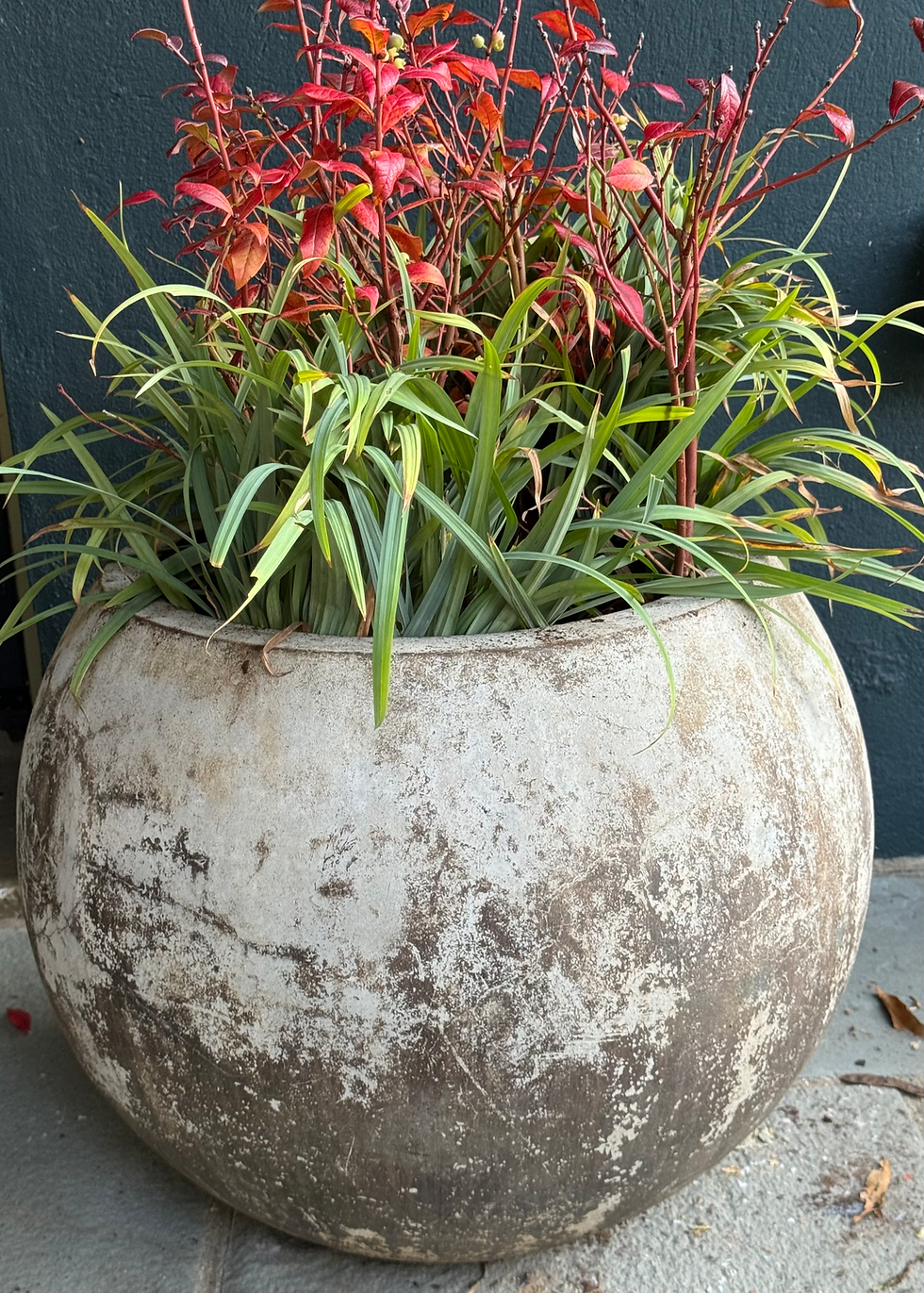 round container with plant