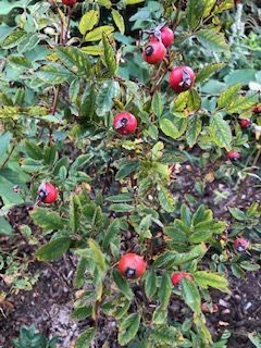 Rosa Carolina with Rose Hips