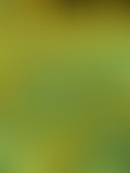 yellow flowers