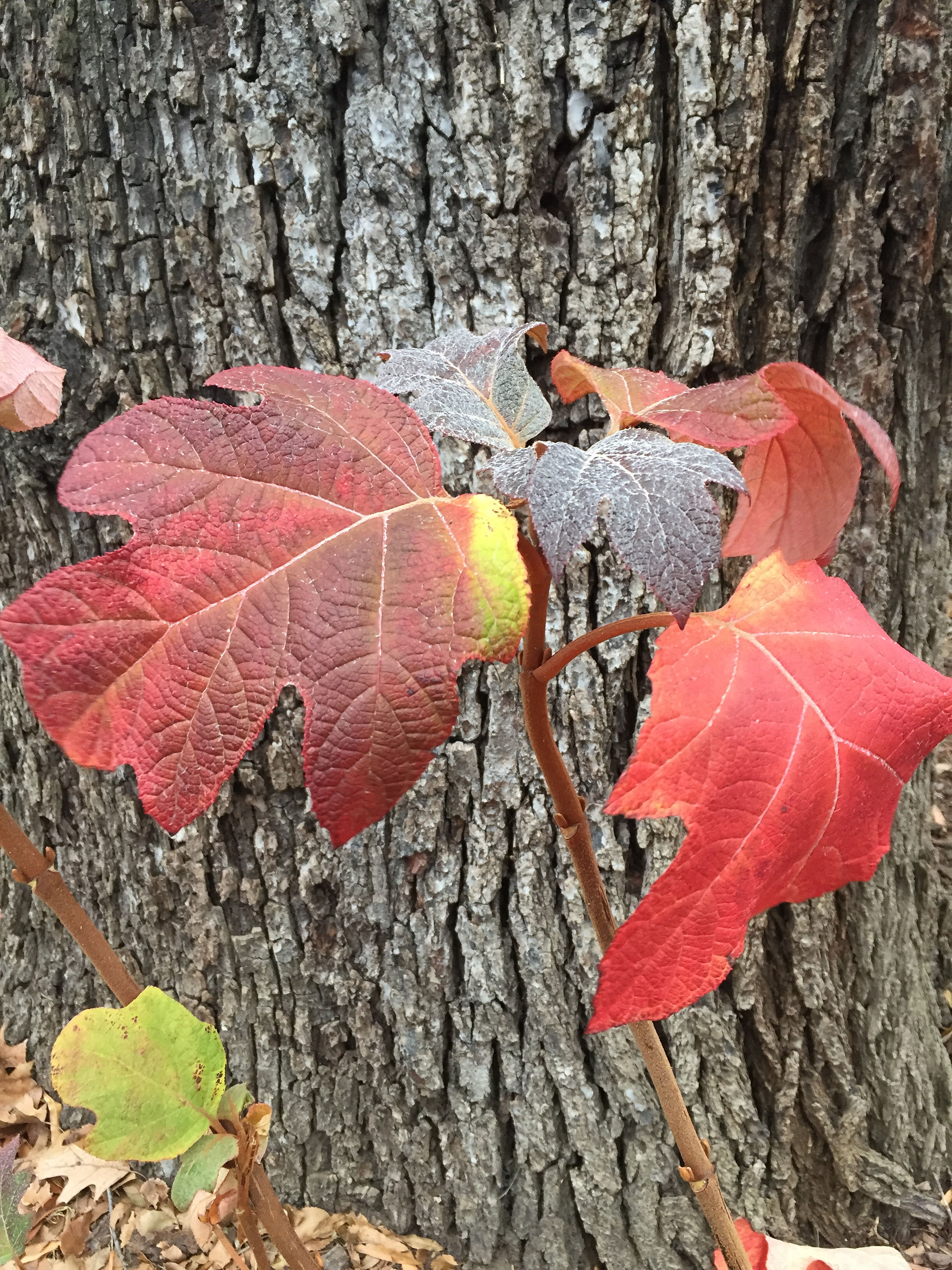 oakleaf hydrangea fall colors