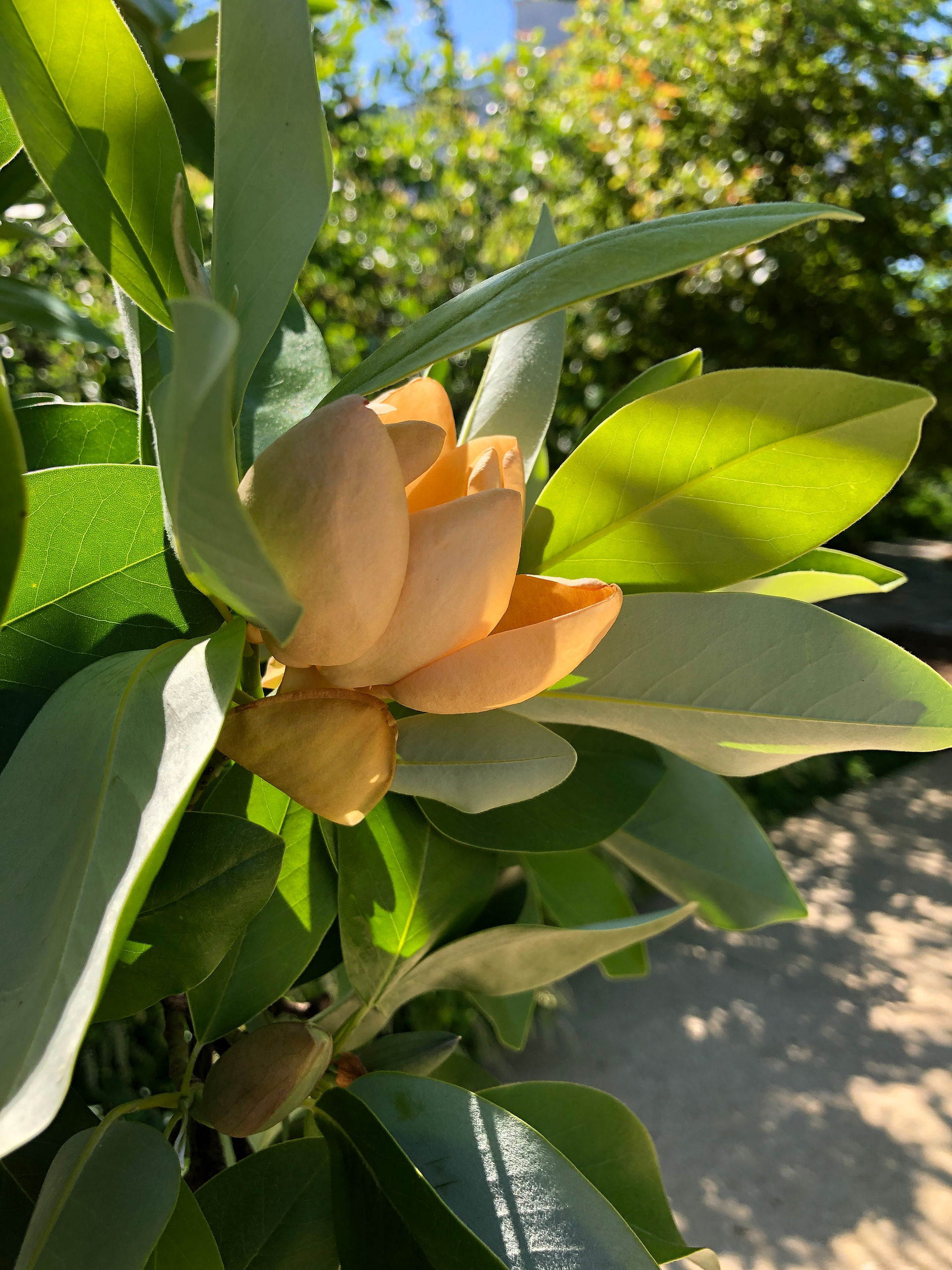 sweetbay magnolia