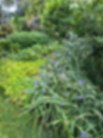 purple flowers in garden bed