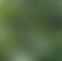 green plants in shade