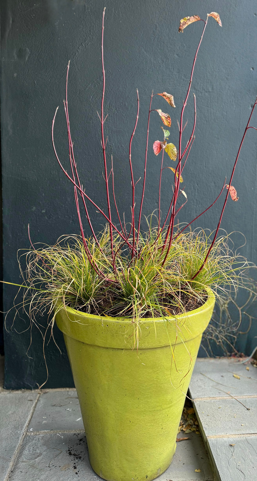 lime green container with winter plants