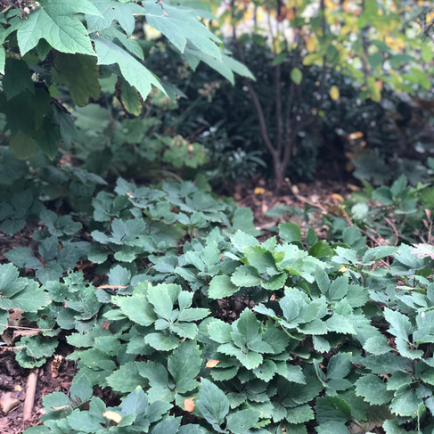 native pachysandra in summer groundcover beenath tree