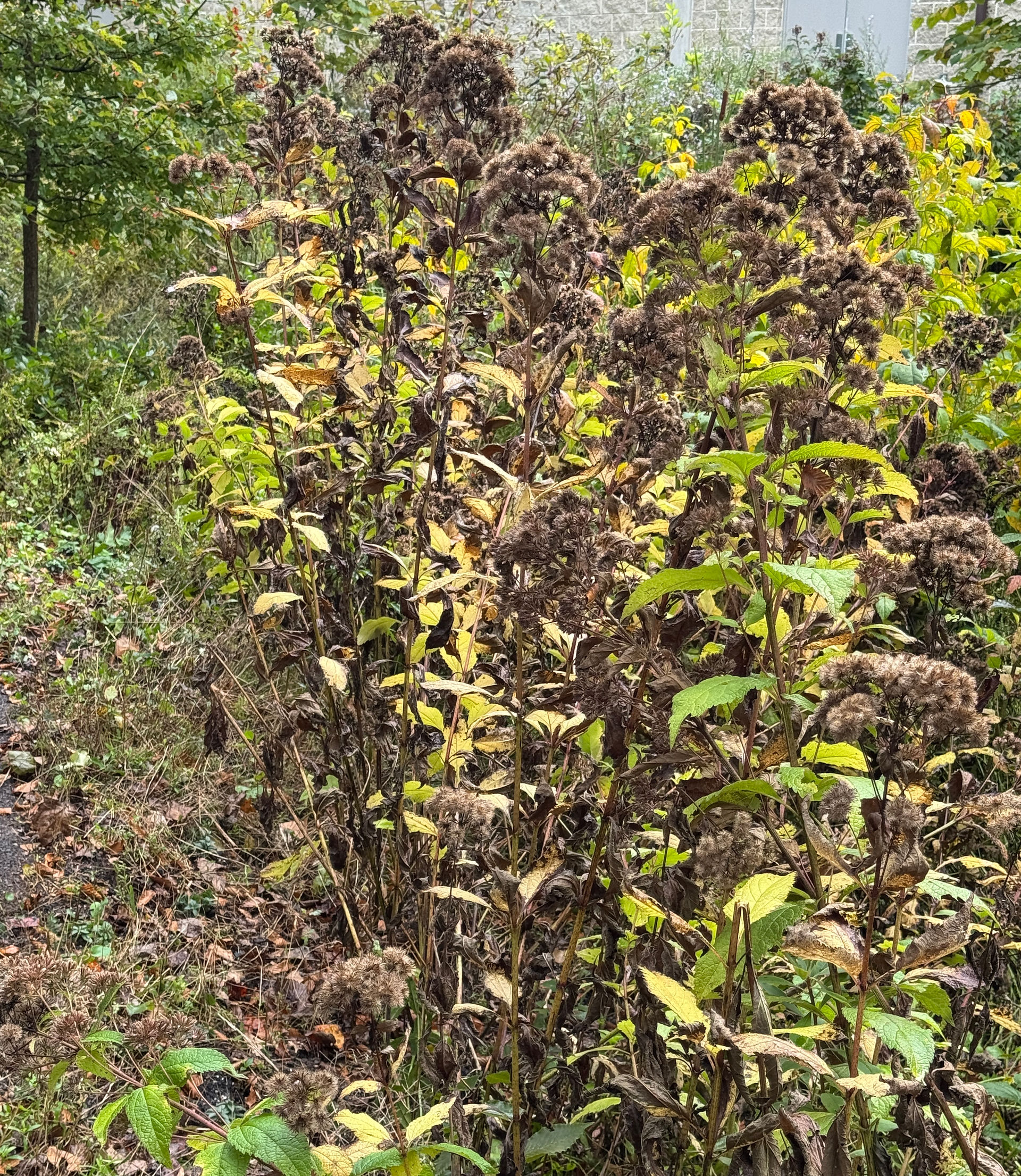 brown seed heads