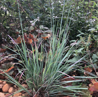 young blue grass