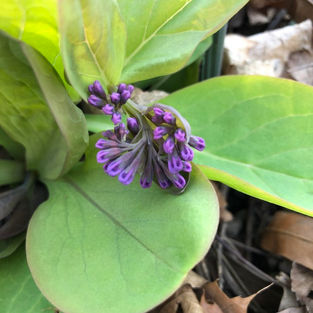 Virginia bluebell flower budding