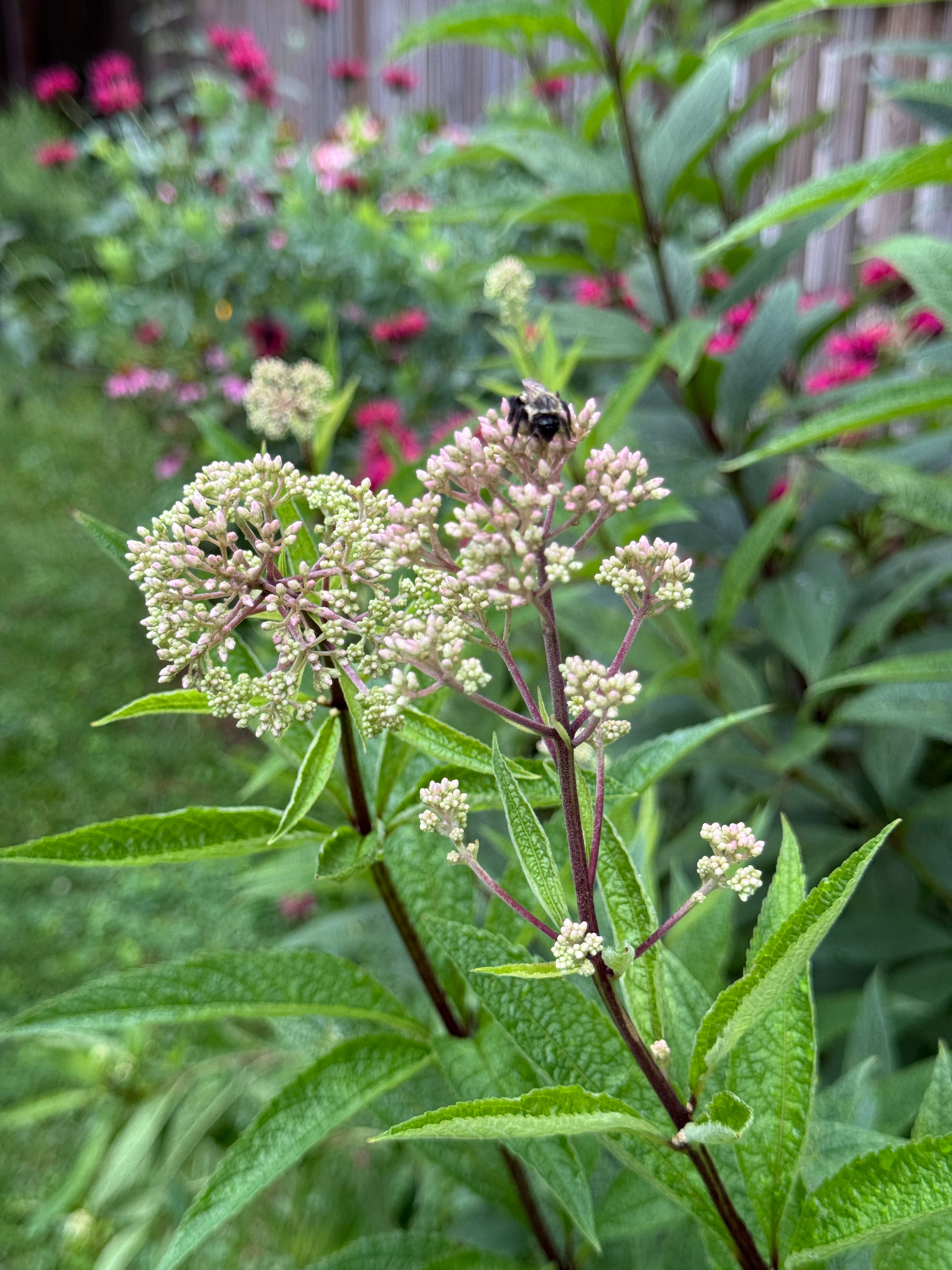 pale pink flower and bee