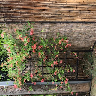 trumpet honeysuckle trellis