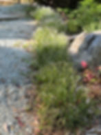 gravel path and plants