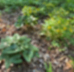yellow flowers on short plant