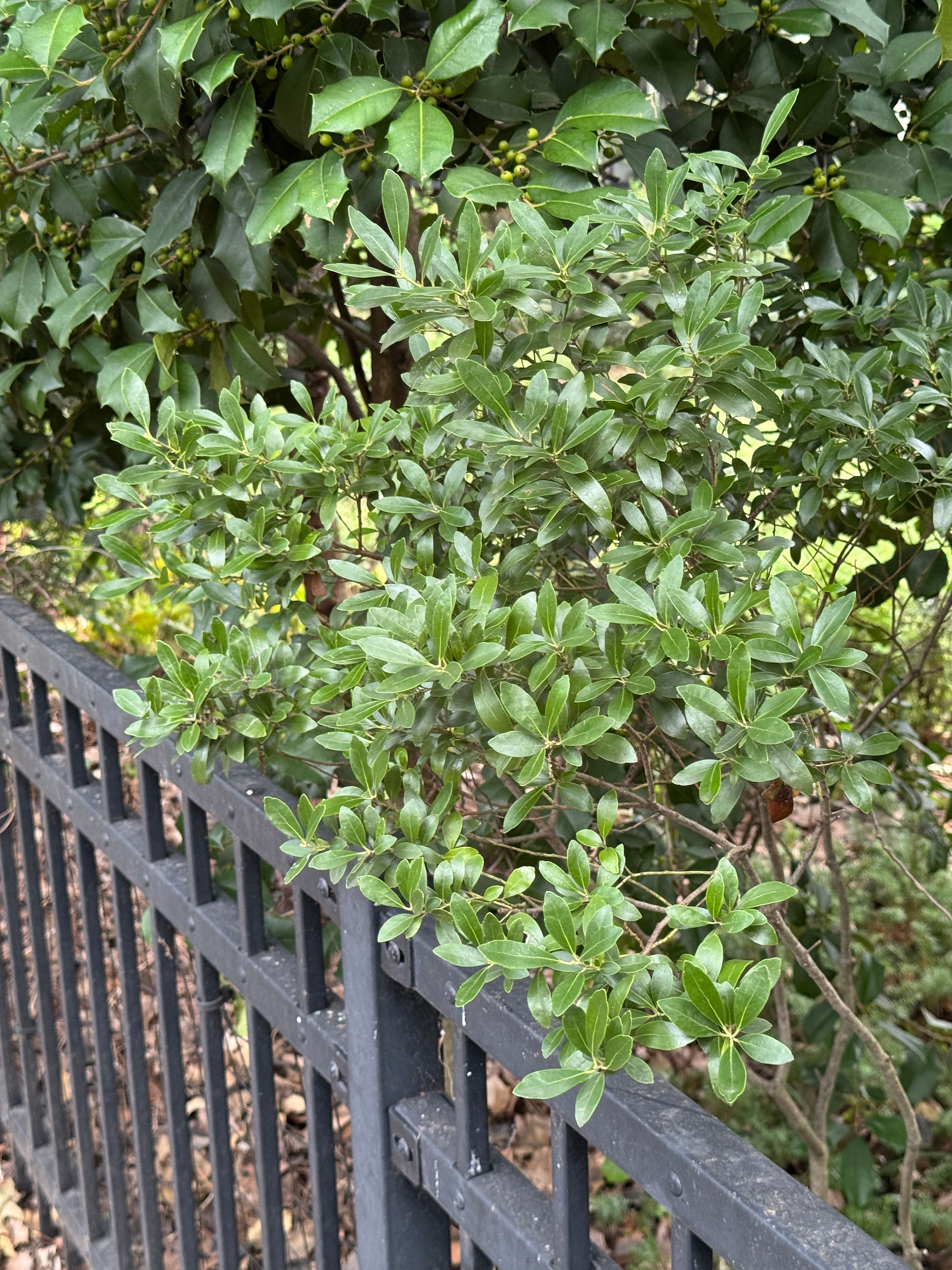 green shrub next to black fence