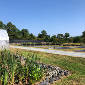 rain garden