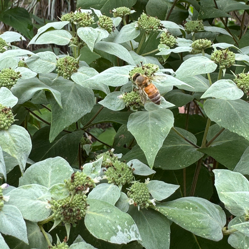 bee on blue green foliage