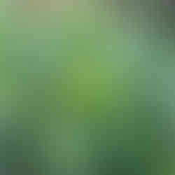 green plants blue flowers