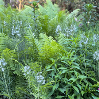 green plants blue flowers