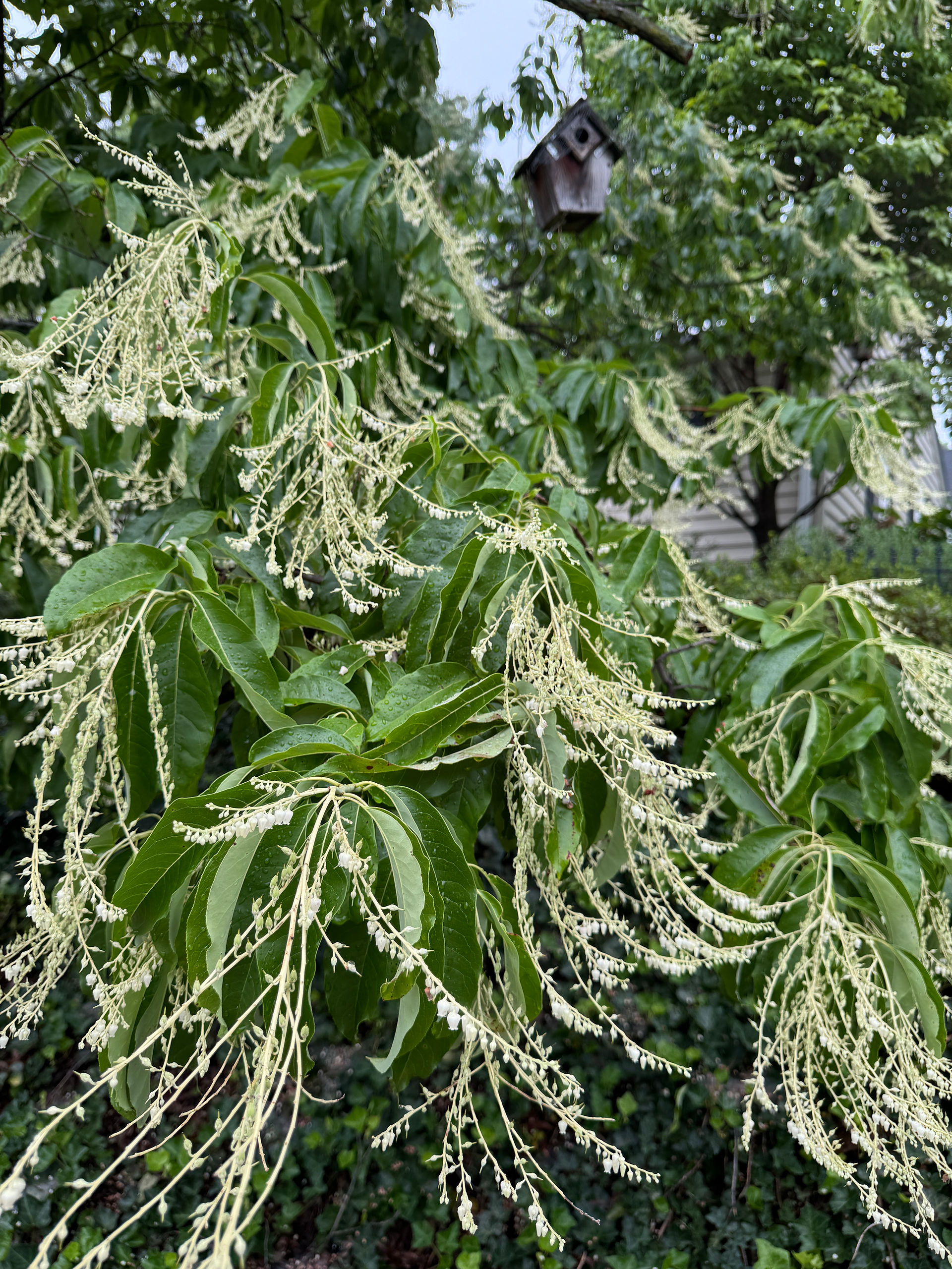 white scrappy flowers on tree
