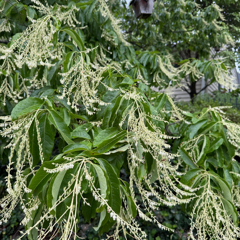 white scrappy flowers on tree