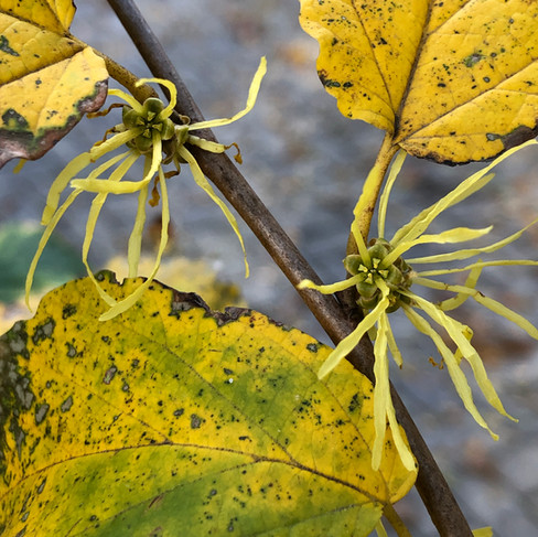 native common witch hazel