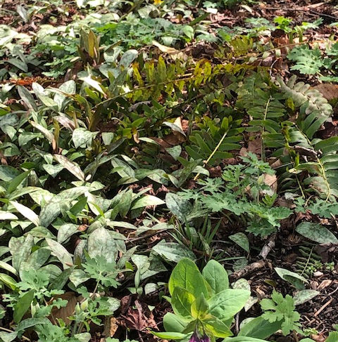 dogtooth violets (photo by Ann) 