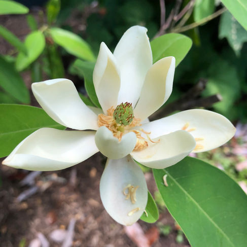 white flower with yellow and green center and leaves