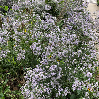 lavender flowers