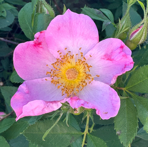 close-up of pink flower