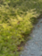 light green plants path