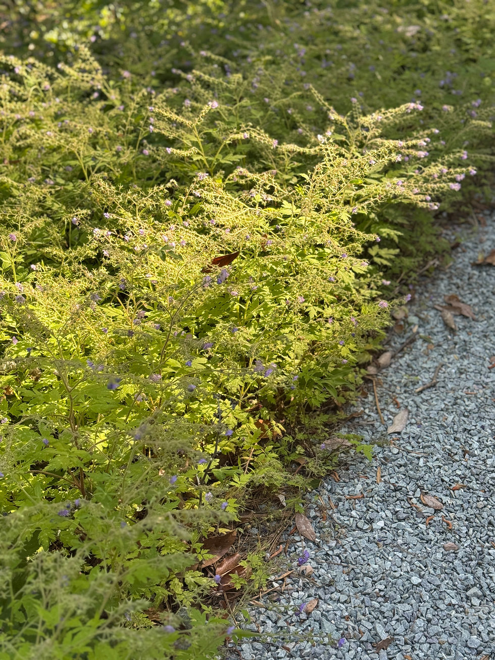 light green plants path