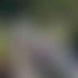 lavender and white flowers