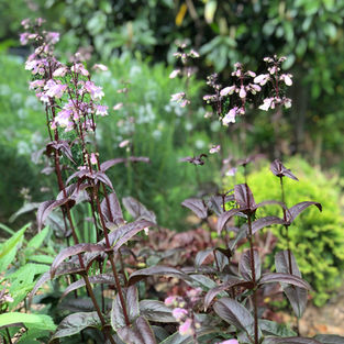 penstemon red husker