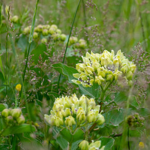 pale green flowers in field