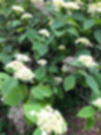 shrub with white flowers