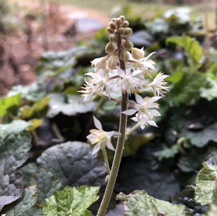 native tiarella cordifolia