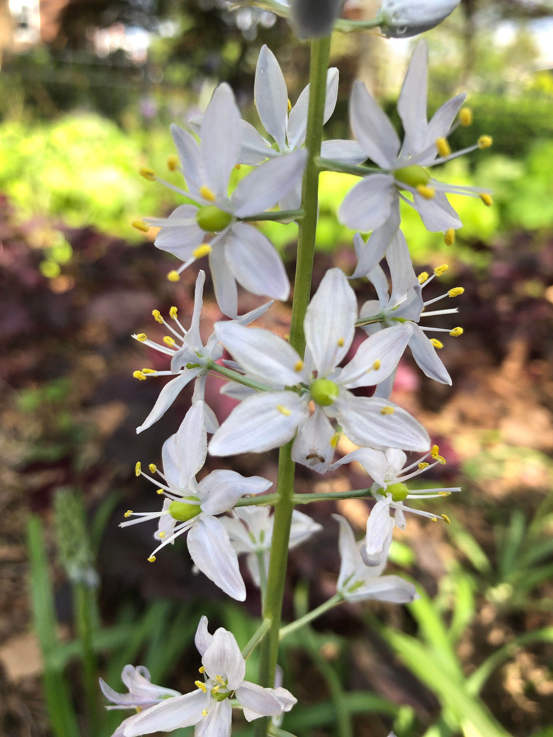 pale lavender flowers