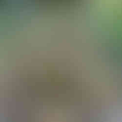 red flowers stone container