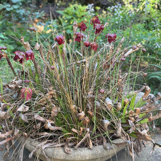 red flowers stone container