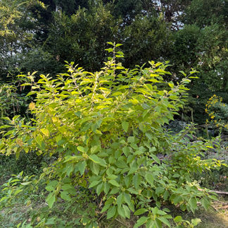 yellow shrub