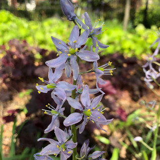 eastern camassia