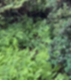 green ferns and green shrubs