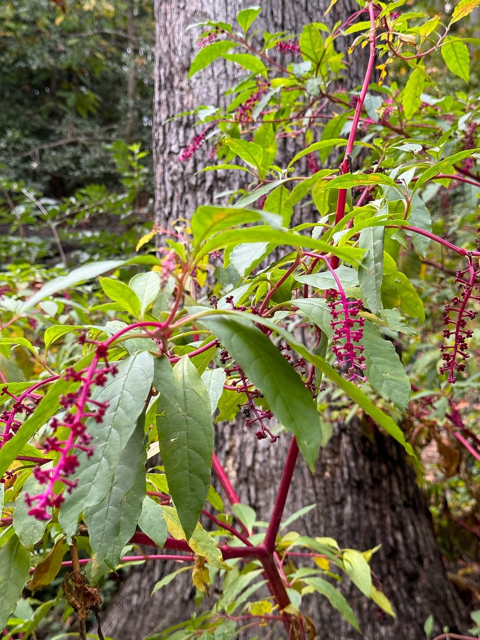 green plant with pink stems