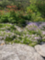 Moss phlox at the Brooklyn Bridge Park in Full Sun