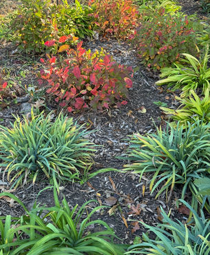 Creating Softer Landing Spots and Fall Magic with Native Plants
