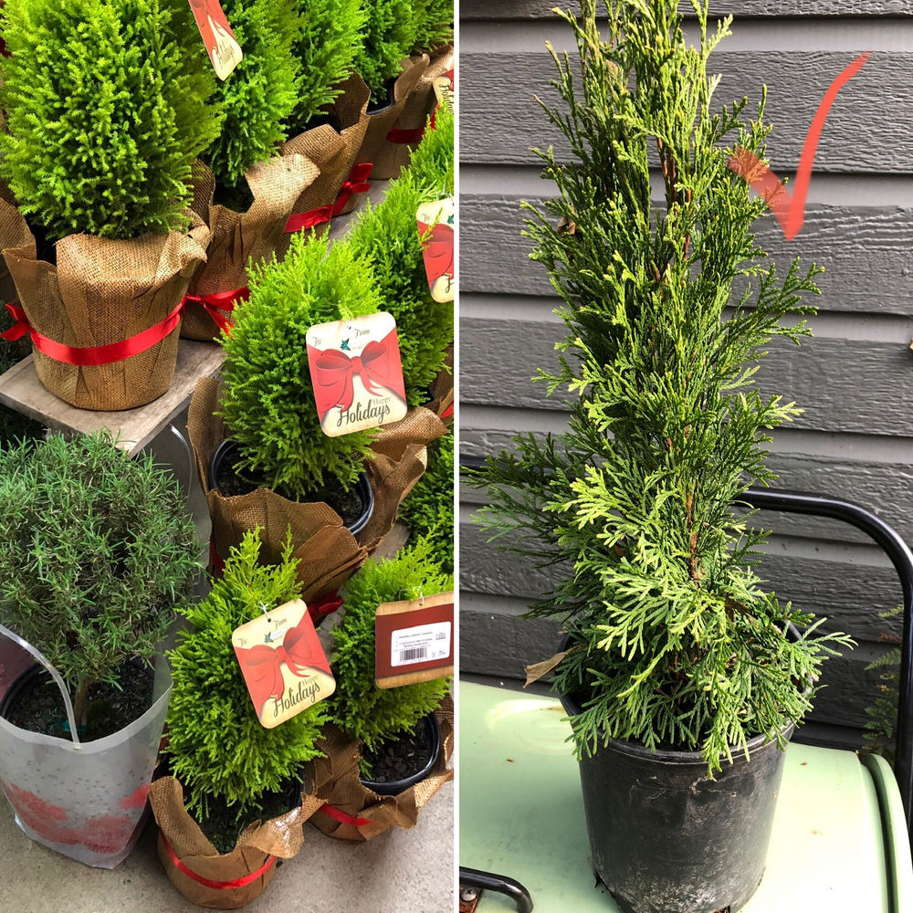 Holiday Evergreens Plant This or That