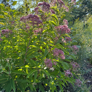 pink flowers